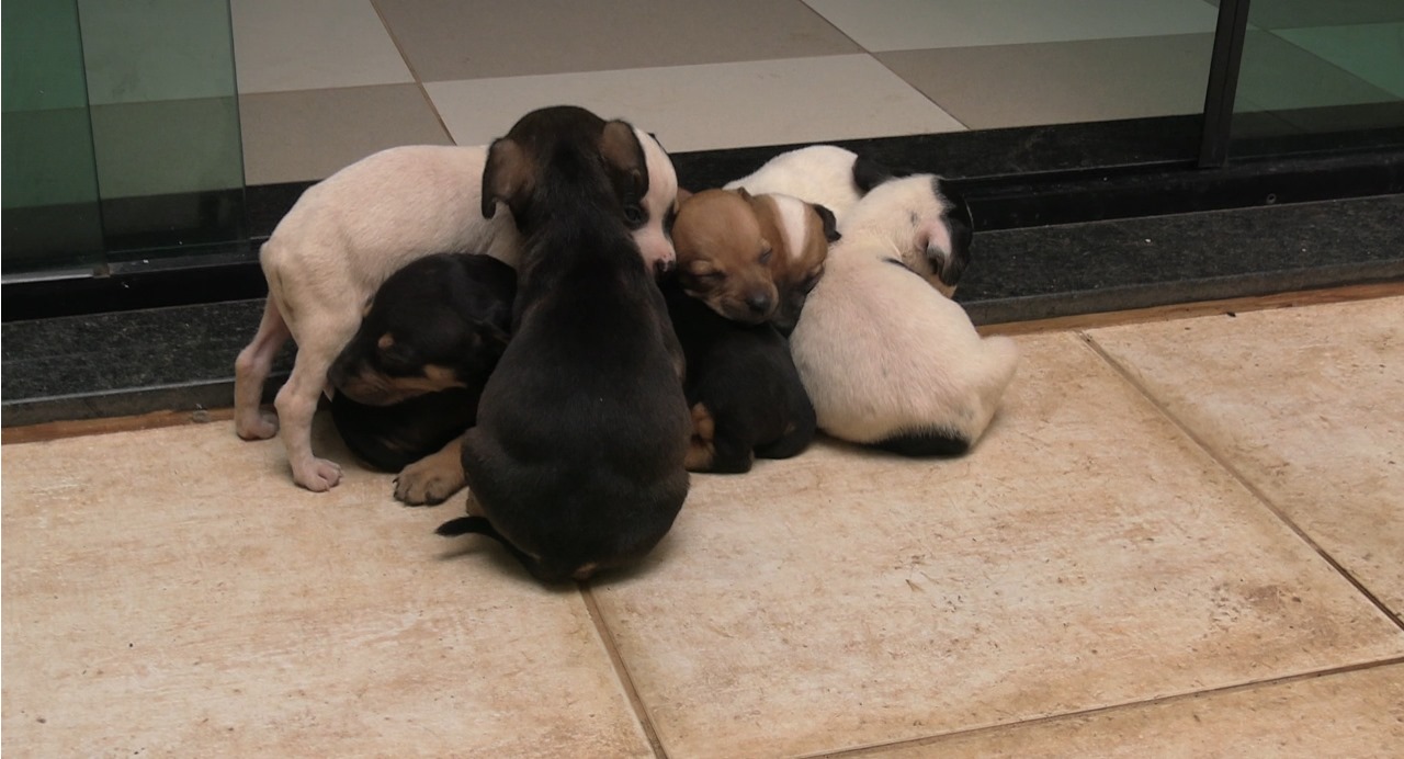 Ação de proteção animal
